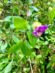 Cobaea scandens