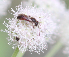 Sphecodogastra