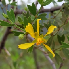 Larrea cuneifolia