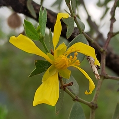 Larrea cuneifolia