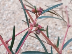 Euphorbia arabica