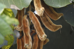 Mucuna pruriens