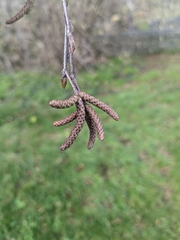 Betula pendula