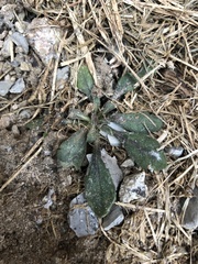 Arabidopsis thaliana