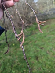 Betula pendula