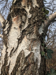 Betula pendula