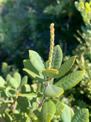 Notholithocarpus densiflorus echinoides