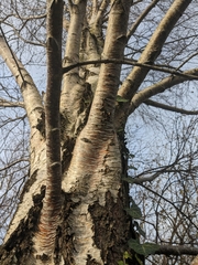 Betula pendula