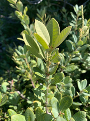 Notholithocarpus densiflorus echinoides