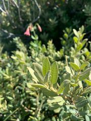 Notholithocarpus densiflorus echinoides