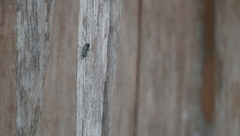 Chalybion bengalense