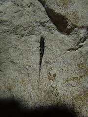 Petrobius