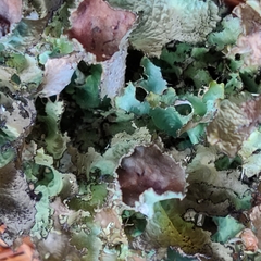 Platismatia tuckermanii