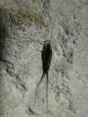 Petrobius