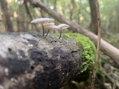 Tetrapyrgos nigripes