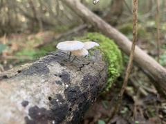 Tetrapyrgos nigripes