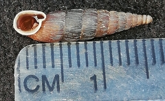 Alinda biplicata