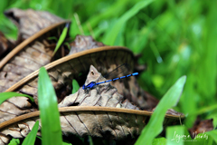 Argia elongata