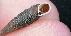 Alinda biplicata