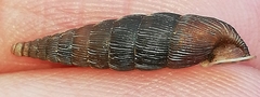Alinda biplicata