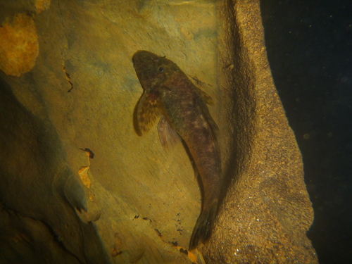 Isbrueckerichthys alipionis