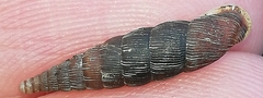 Alinda biplicata