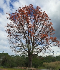 Erythrina poeppigiana
