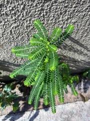 Phyllanthus