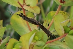 Dicranocephalus albipes