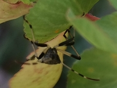 Dicranocephalus albipes