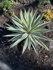 Agave angustifolia