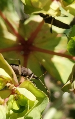 Dicranocephalus albipes