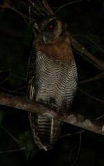Strix leptogrammica