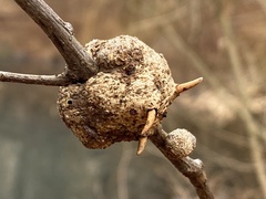 Callirhytis quercuscornigera