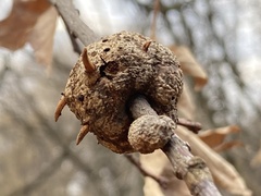 Callirhytis quercuscornigera