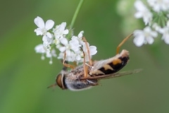 Odontomyia ornata