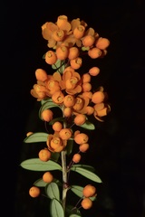 Berberis trigona
