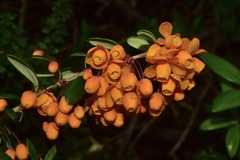 Berberis trigona