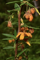 Berberis trigona