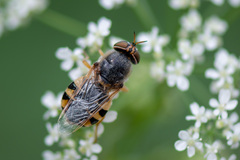 Odontomyia ornata