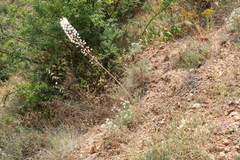 Asphodelus