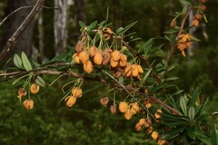 Berberis trigona