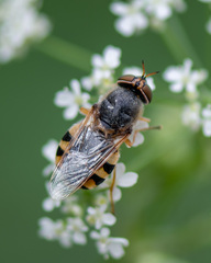 Odontomyia ornata