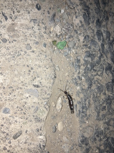 Ring-legged earwig