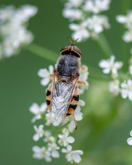 Odontomyia ornata
