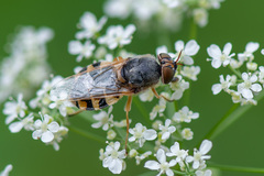 Odontomyia ornata
