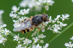 Odontomyia ornata