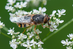 Odontomyia ornata