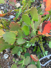 Berberis pumila