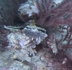 Pteria colymbus